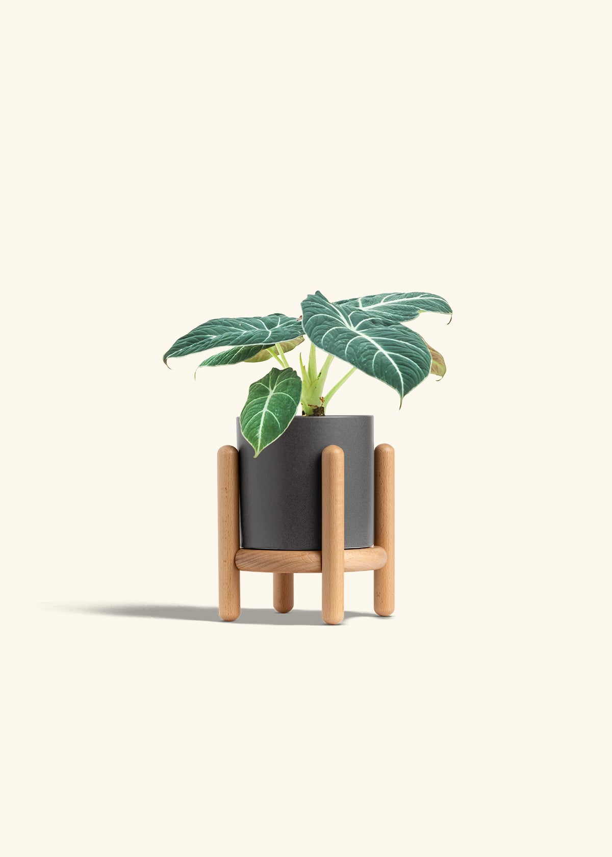 Alocasia Black Velvet in a 4 inches Pink Classic Cylinder Planter in a Beech Wood Stand