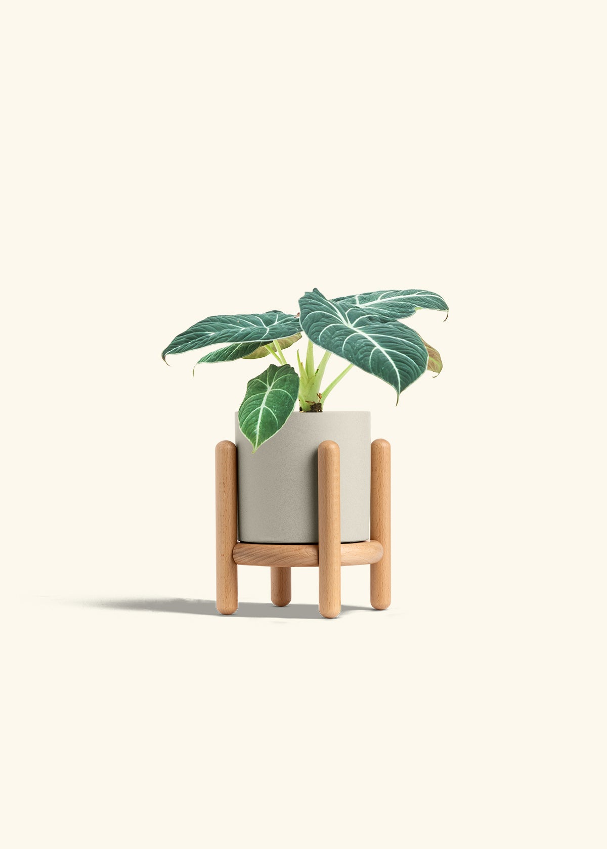 Alocasia Black Velvet in a 4 inches Oat Classic Cylinder Planter in a Oat Petal Drip Tray