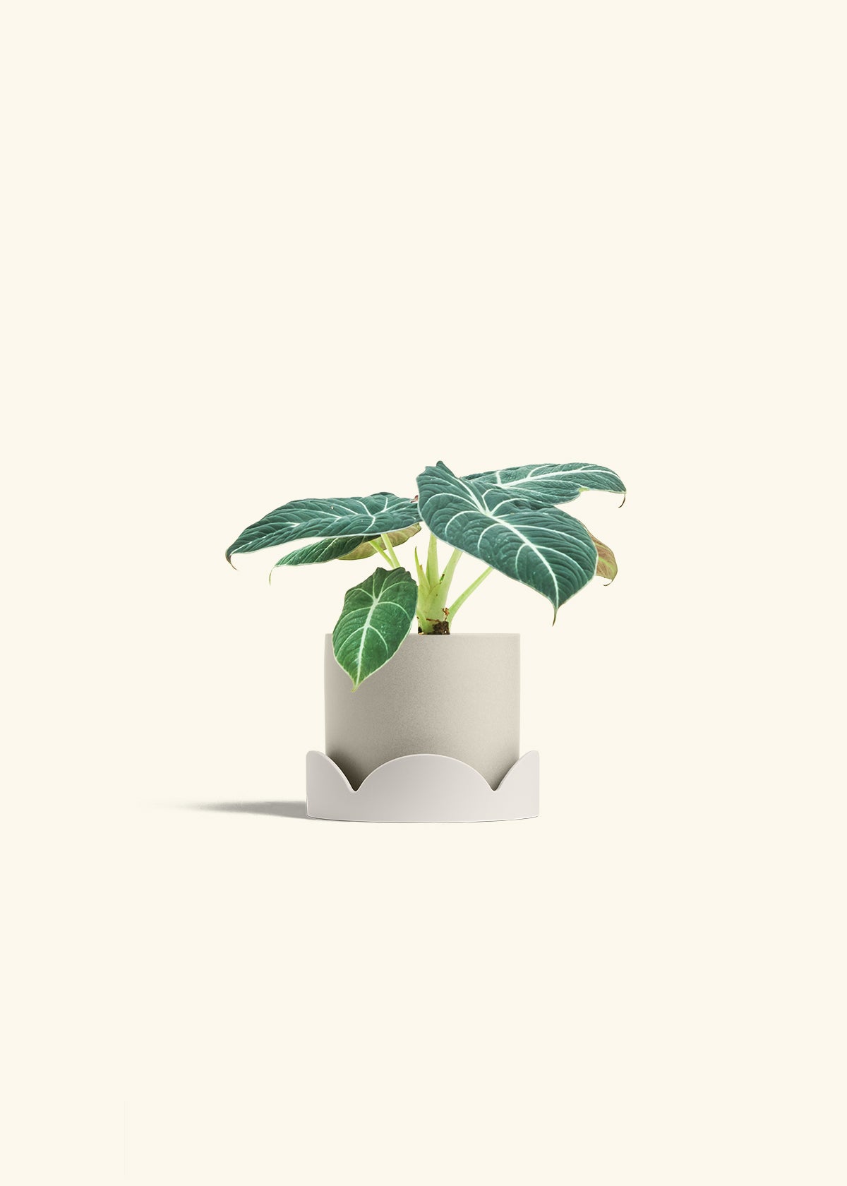Alocasia Black Velvet in a 4 inches Charcoal Classic Cylinder Planter in a Beech Wood Stand