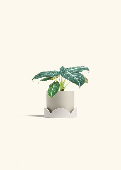 Alocasia Black Velvet in a 4 inches Charcoal Classic Cylinder Planter in a Beech Wood Stand
