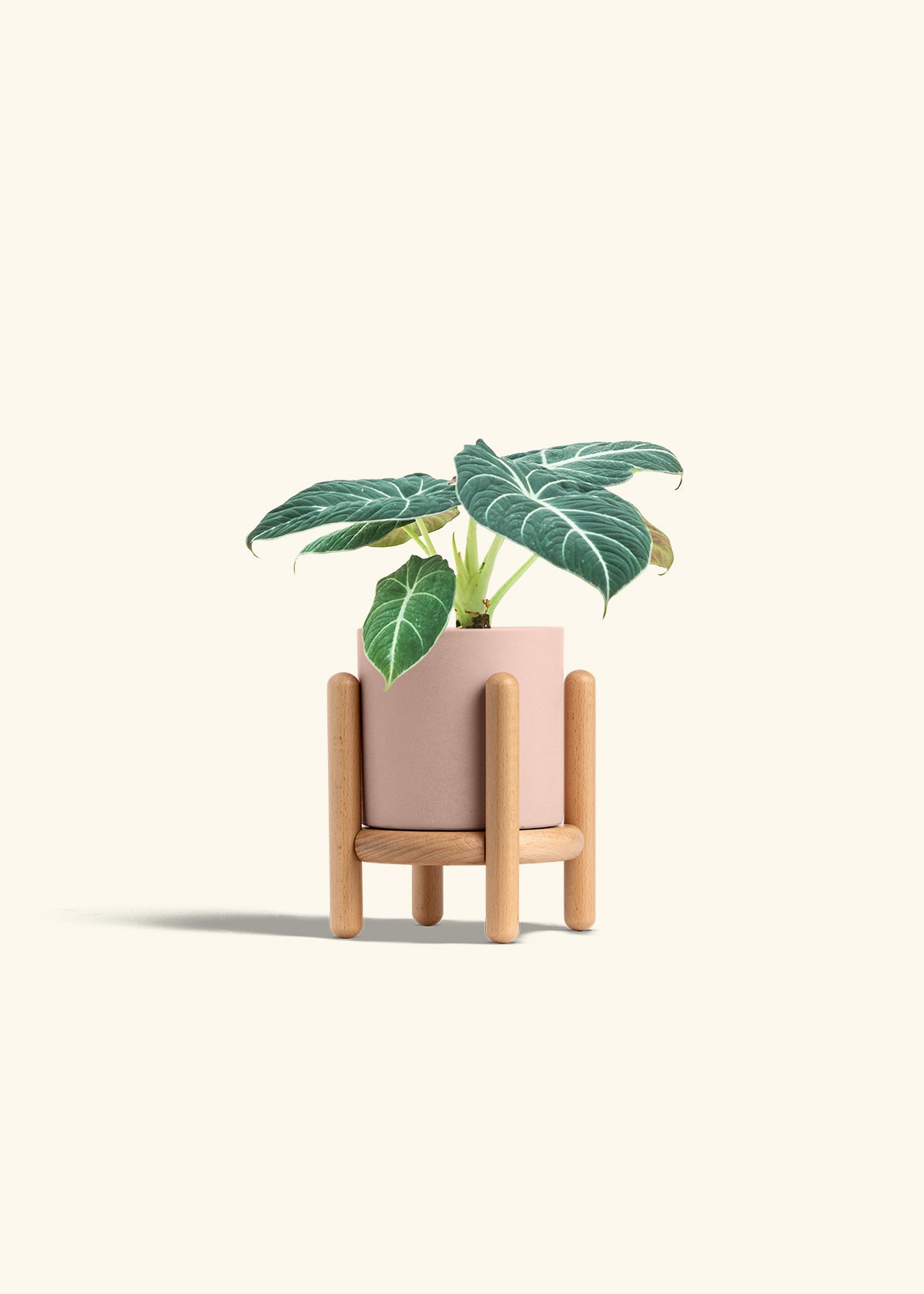 Alocasia Black Velvet in a 4 inches Pink Classic Cylinder Planter in a Oat Petal Drip Tray