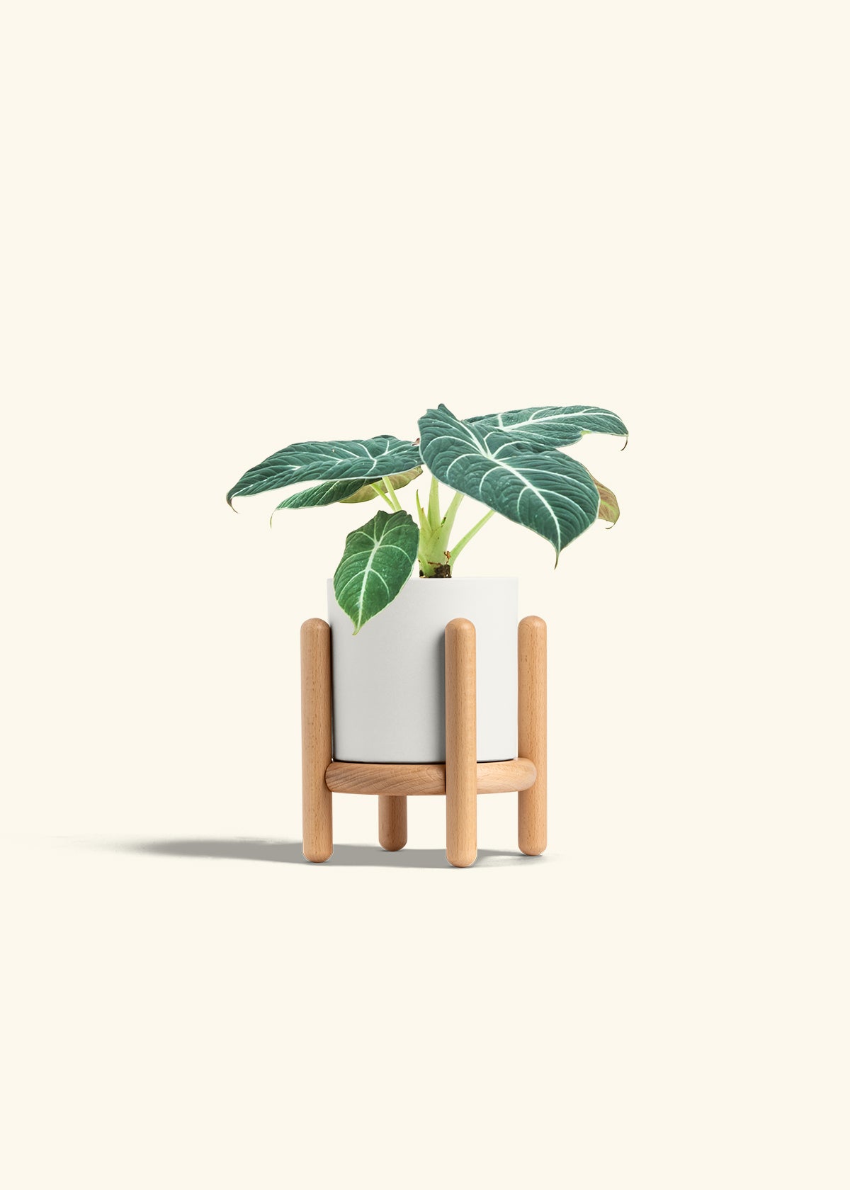 Alocasia Black Velvet in a 4 inches Fat Lip Oat Planter in a Beech Wood Stand