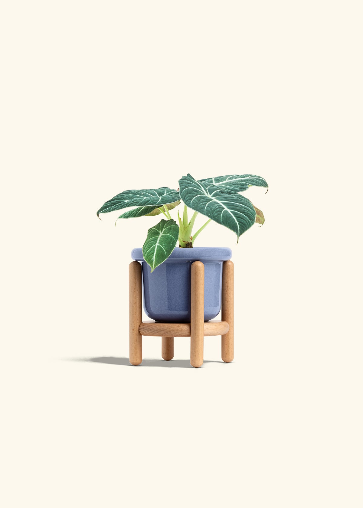 Alocasia Black Velvet in a 4 inches Fat Lip Blue Planter 