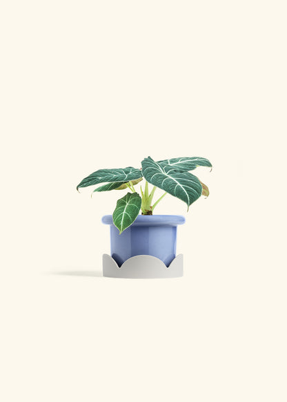 Alocasia Black Velvet in a 4 inches Fat Lip Blue Planter in a Shamrock Petal Drip Tray