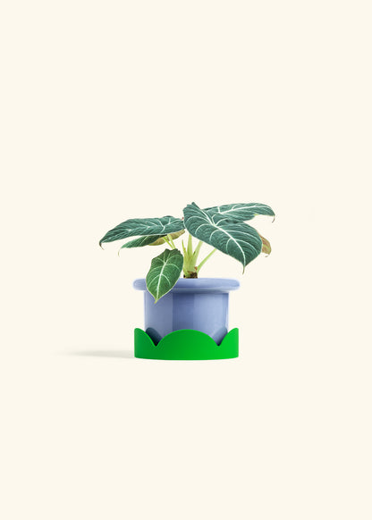 Alocasia Black Velvet in a 4 inches Fat Lip Blue Planter in a Oat Petal Drip Tray