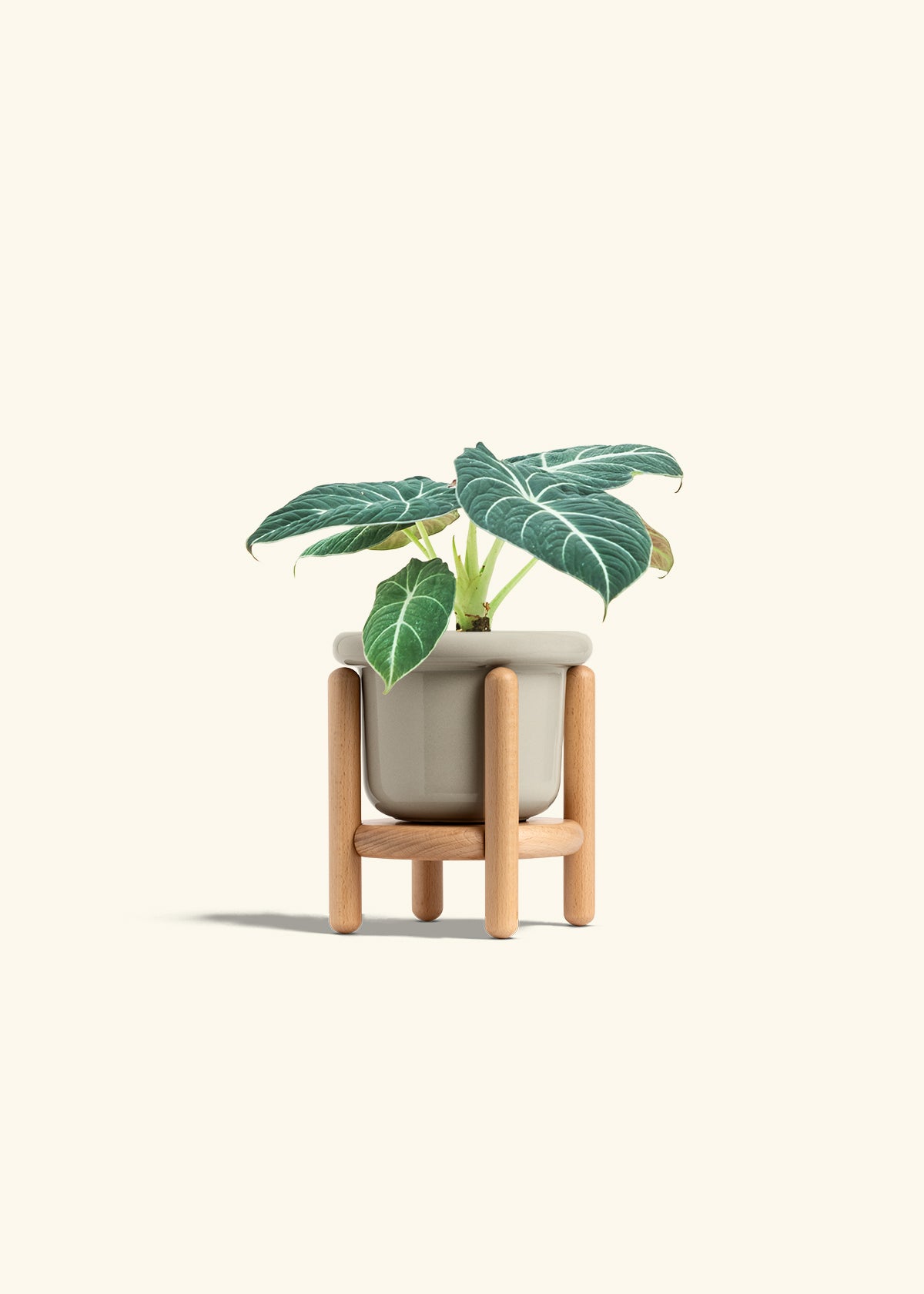 Alocasia Black Velvet in a 4 inches Fat Lip Red Planter in a Beech Wood Stand
