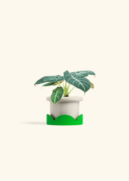 Alocasia Black Velvet in a 4 inches Fat Lip Oat Planter in a Shamrock Petal Drip Tray