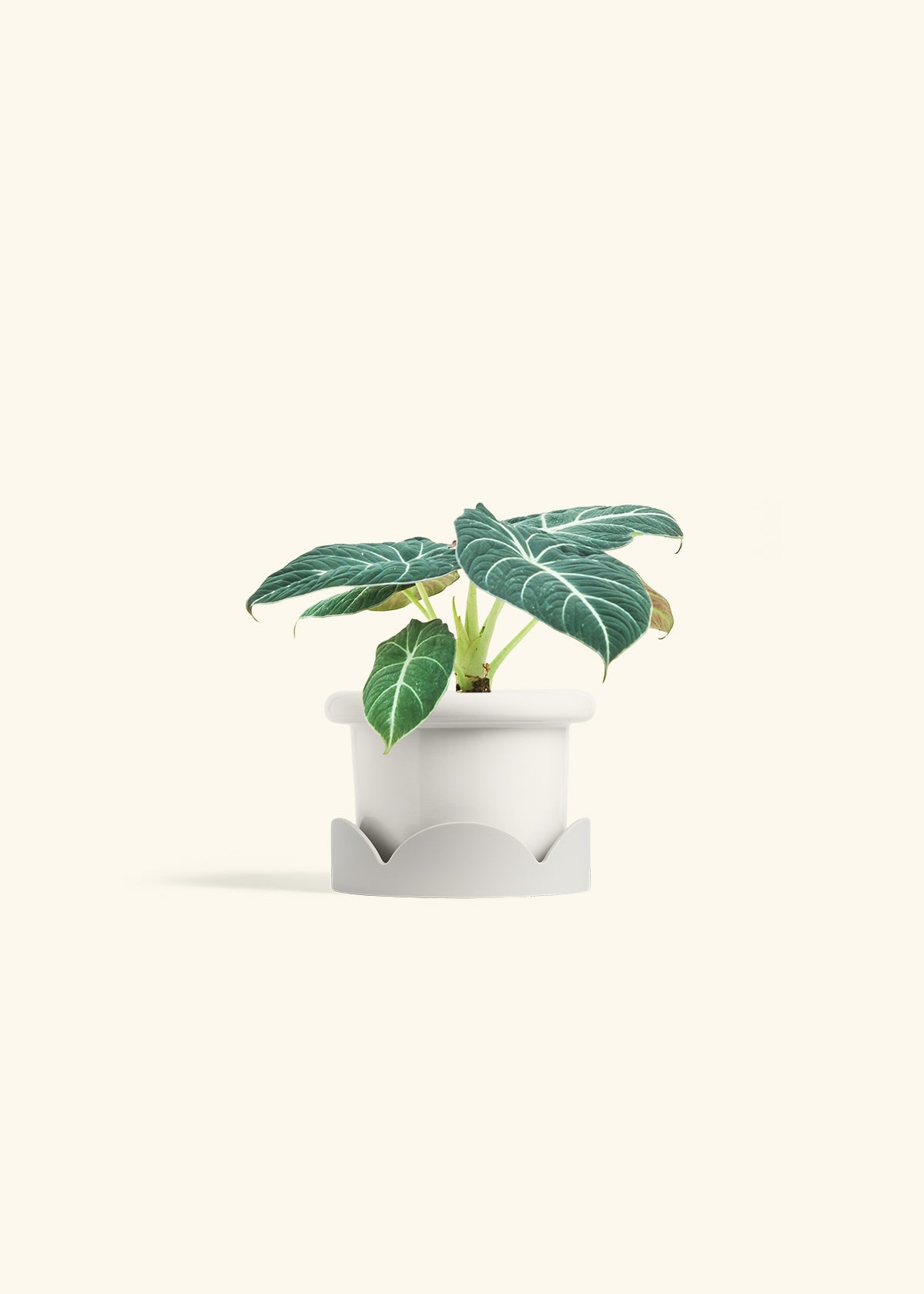Alocasia Black Velvet in a 4 inches Fat Lip White Planter in a Oat Petal Drip Tray