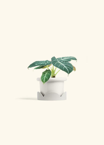 Alocasia Black Velvet in a 4 inches Fat Lip White Planter in a Oat Petal Drip Tray