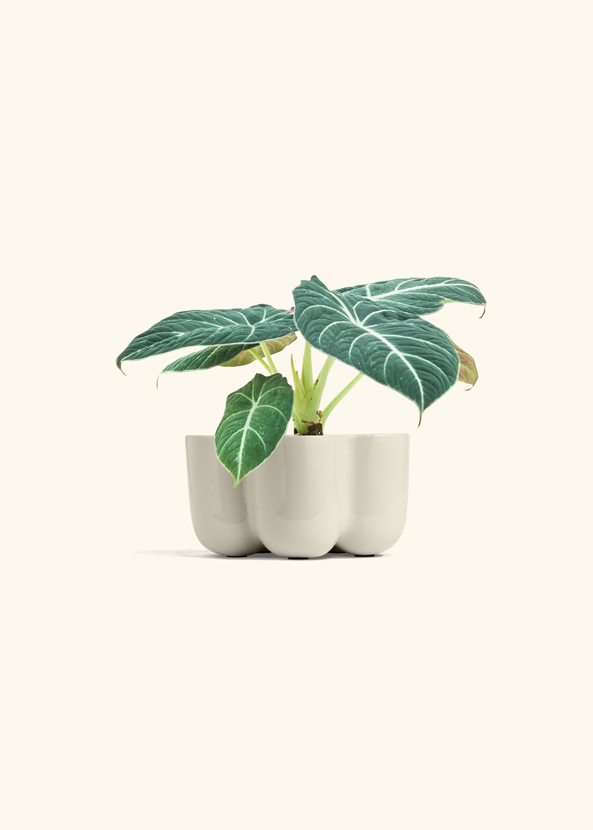 Alocasia Black Velvet in a 4 inches in a Oat Petal Planter