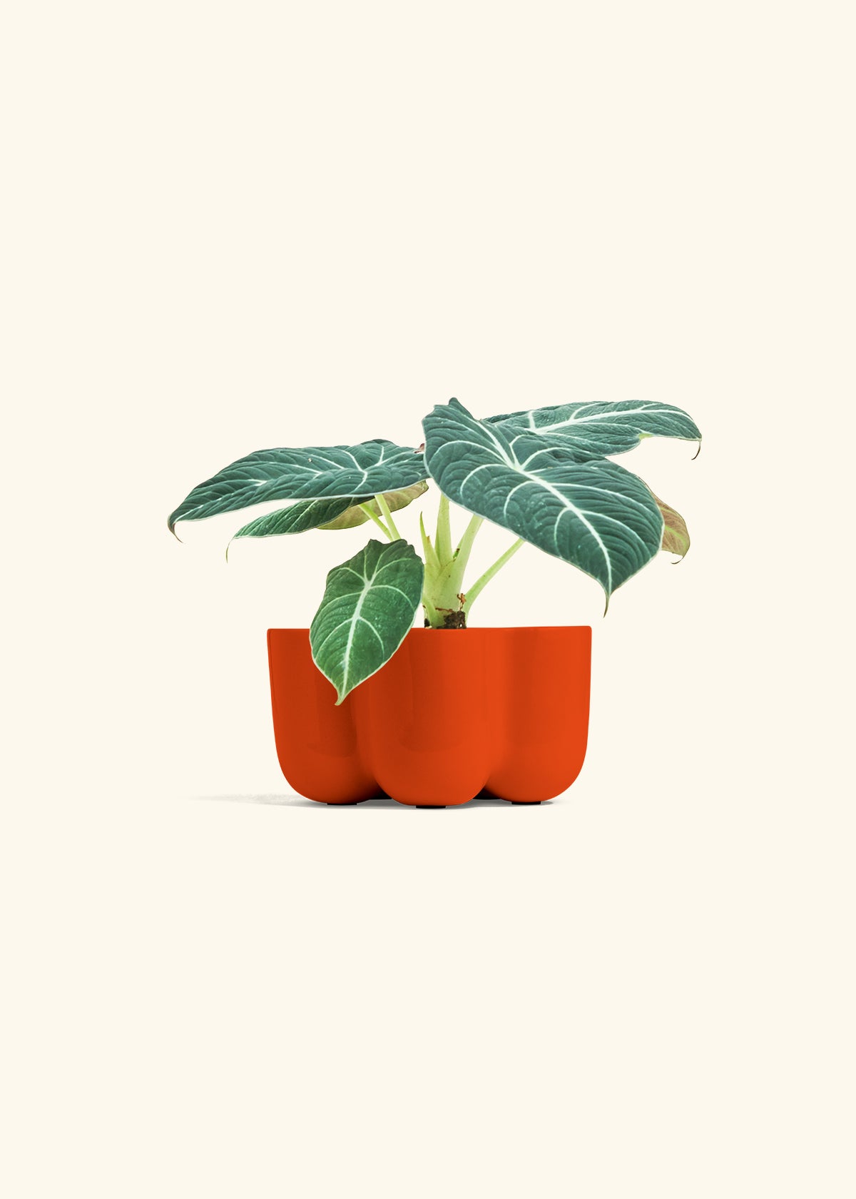 Alocasia Black Velvet in a 4 inches in a Red Petal Planter