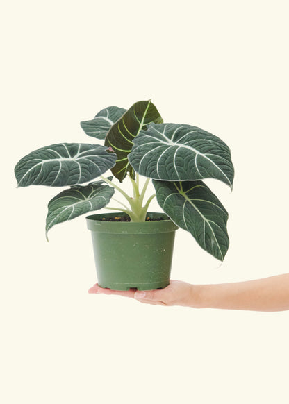 Alocasia Black Velvet in a 6  inches grow pot