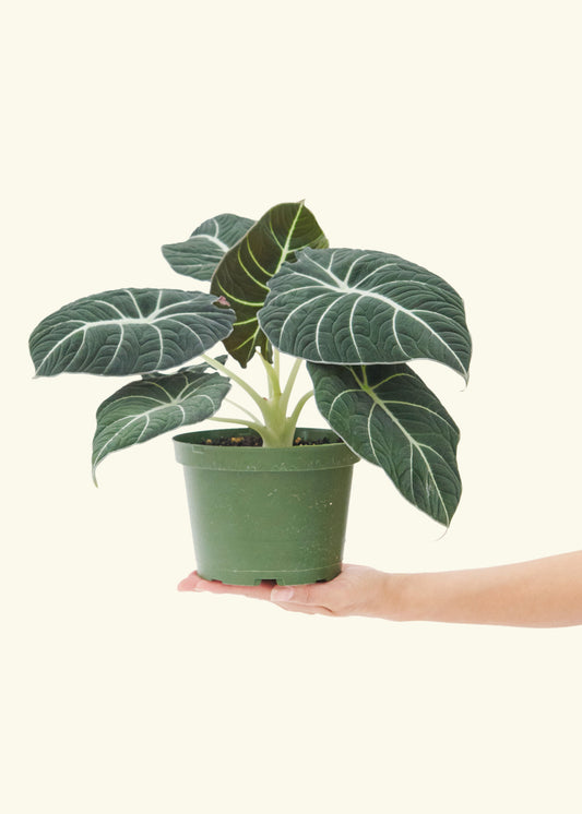 Alocasia Black Velvet in a 6  inches grow pot