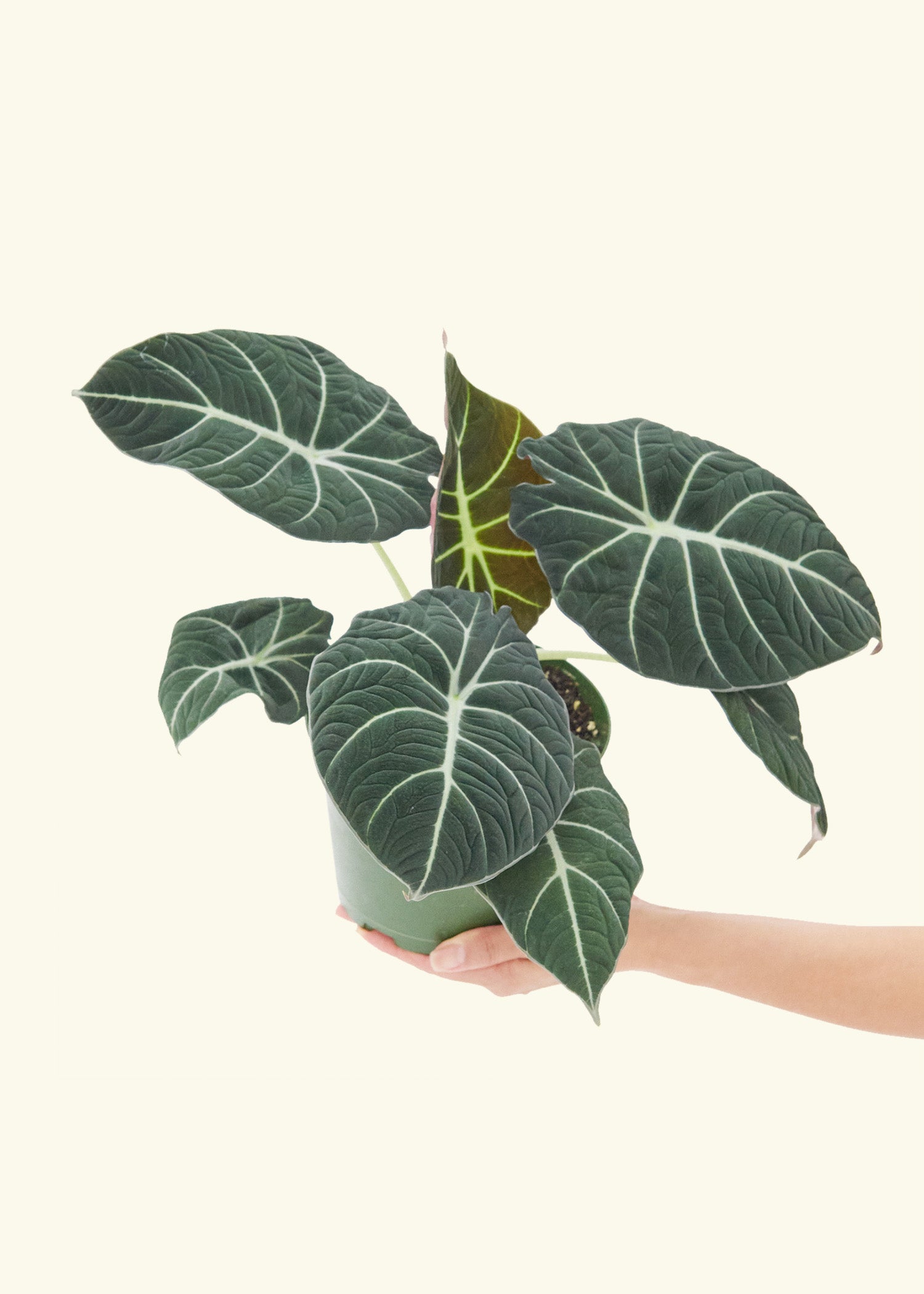 Alocasia Black Velvet in a 6  inches grow pot