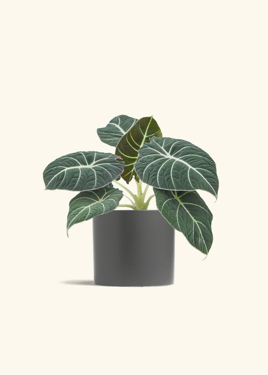 Alocasia Black Velvet in a 6  inches Oat Classic Cylinder Planter 
