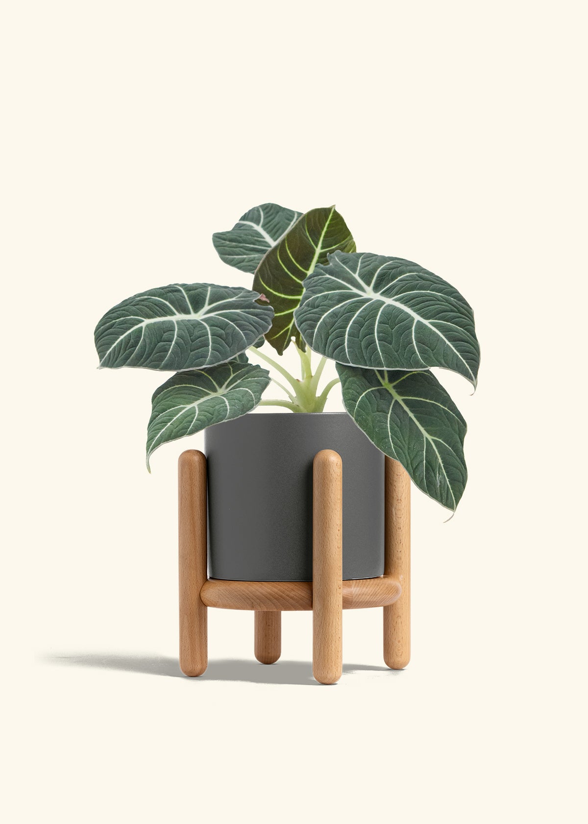 Alocasia Black Velvet in a 6  inches Oat Classic Cylinder Planter in a Shamrock Petal Drip Tray