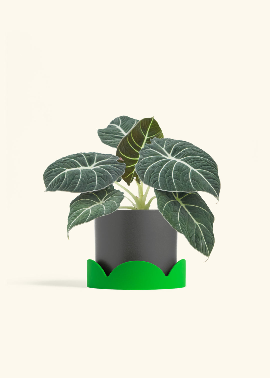 Alocasia Black Velvet in a 6  inches Charcoal Classic Cylinder Planter 