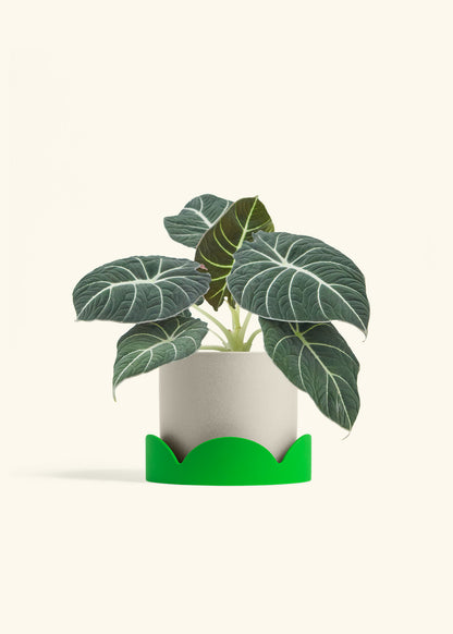 Alocasia Black Velvet in a 6  inches Charcoal Classic Cylinder Planter in a Oat Petal Drip Tray