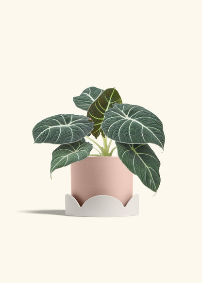 Alocasia Black Velvet in a 6  inches Pink Classic Cylinder Planter in a Oat Petal Drip Tray