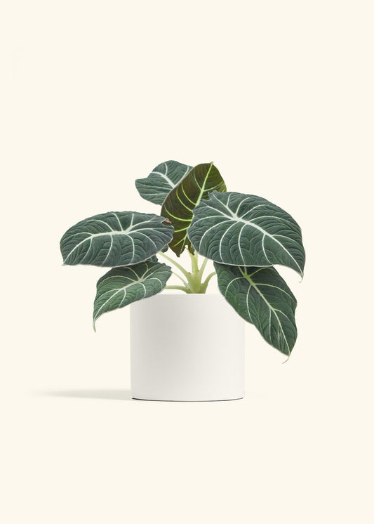 Alocasia Black Velvet in a 6  inches White Classic Cylinder Planter 