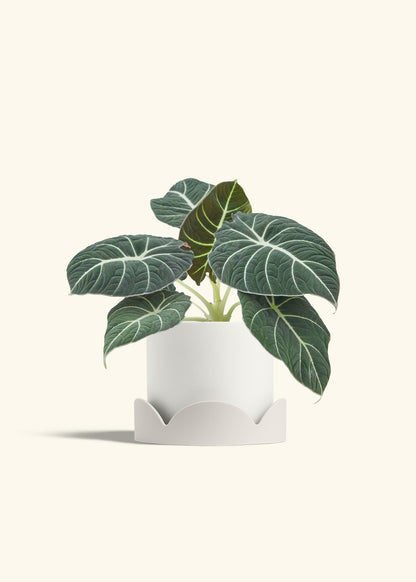Alocasia Black Velvet in a 6  inches White Classic Cylinder Planter in a Oat Petal Drip Tray