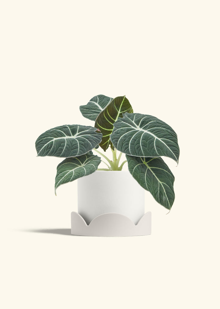 Alocasia Black Velvet in a 6  inches White Classic Cylinder Planter in a Oat Petal Drip Tray