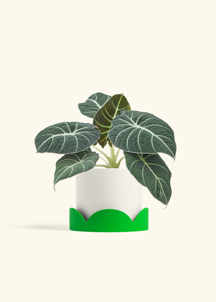 Alocasia Black Velvet in a 6  inches White Classic Cylinder Planter in a Shamrock Petal Drip Tray