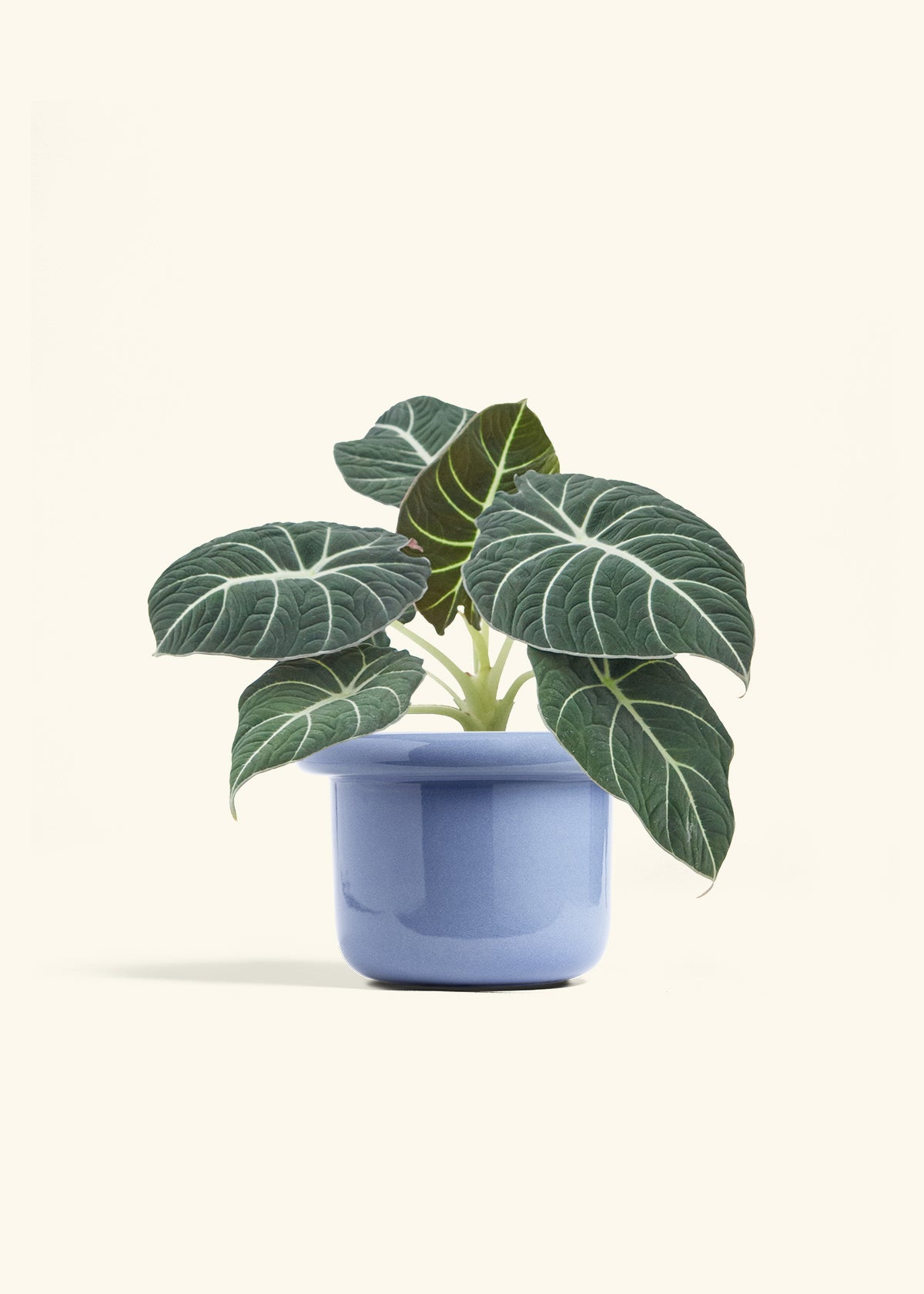 Alocasia Black Velvet in a 6  inches Fat Lip Blue Planter 