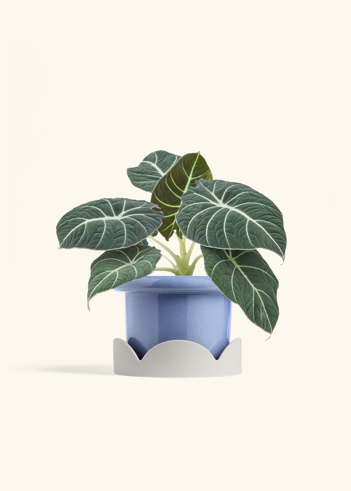 alocasia companion plants indoor Alocasia Black Velvet – Hey Rooted