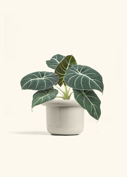 Alocasia Black Velvet in a 6  inches Fat Lip Oat Planter 