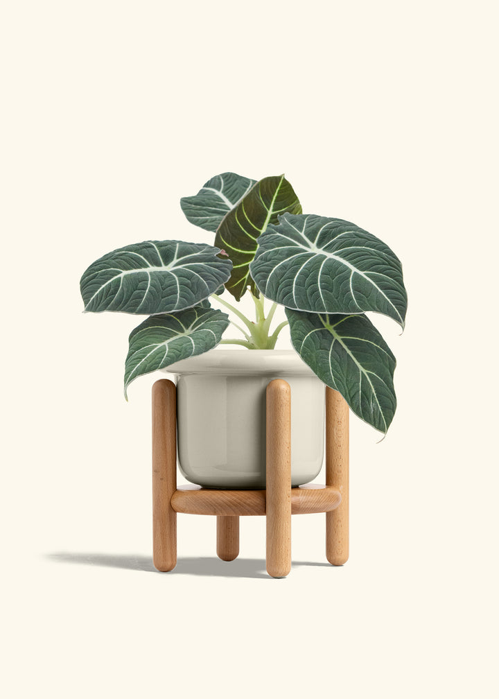 Alocasia Black Velvet in a 6  inches Fat Lip Oat Planter in a Beech Wood Stand