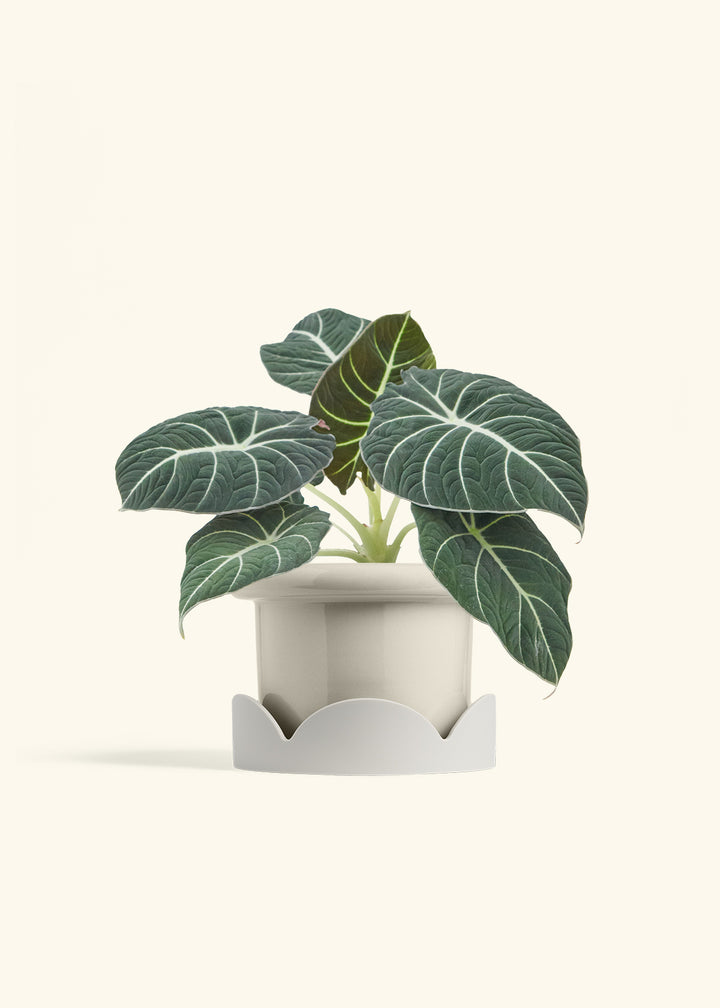 Alocasia Black Velvet in a 6  inches Fat Lip Oat Planter in a Oat Petal Drip Tray