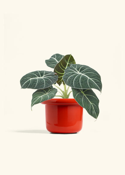 Alocasia Black Velvet in a 6  inches Fat Lip Red Planter 