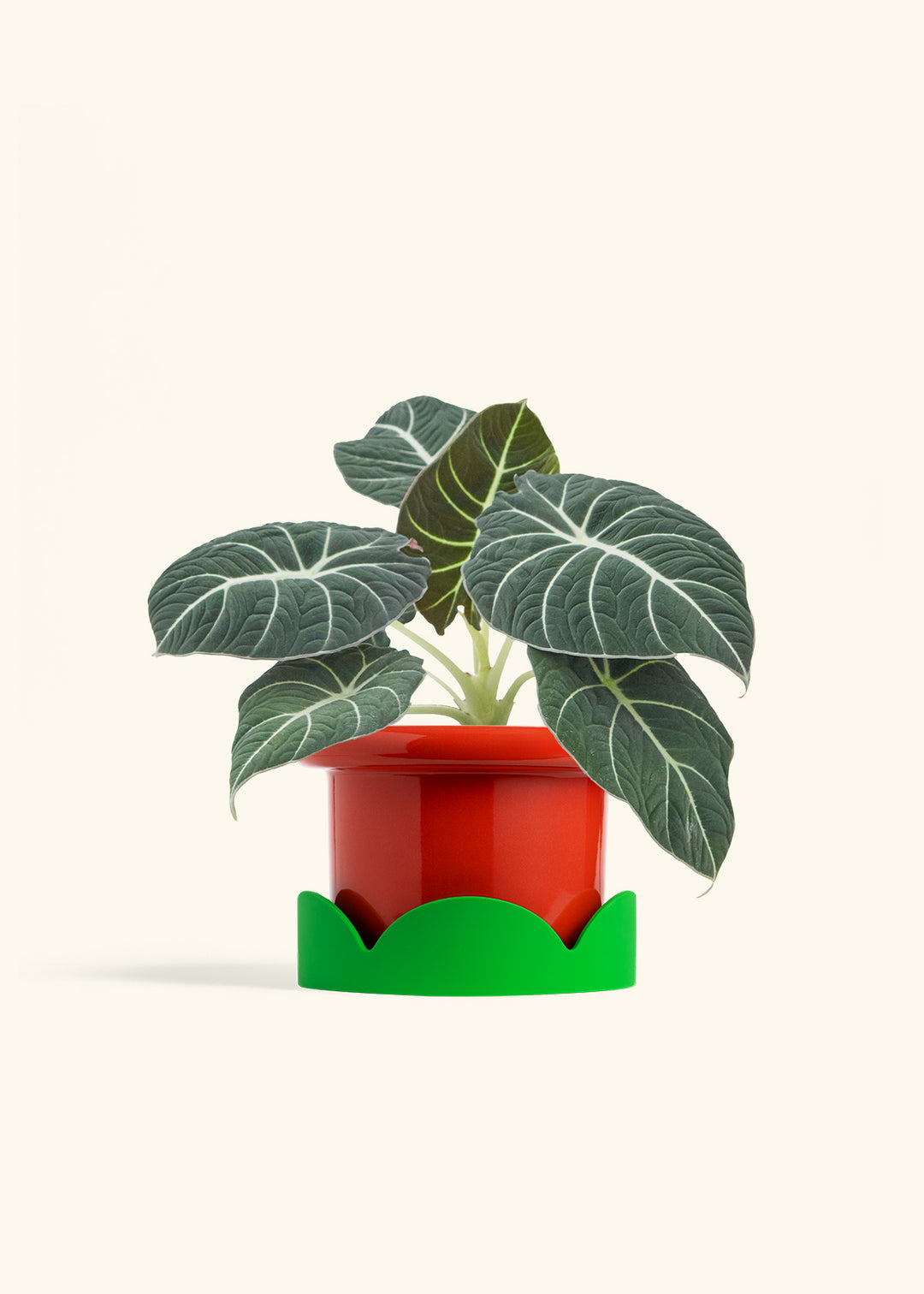 Alocasia Black Velvet in a 6  inches Fat Lip Red Planter in a Shamrock Petal Drip Tray
