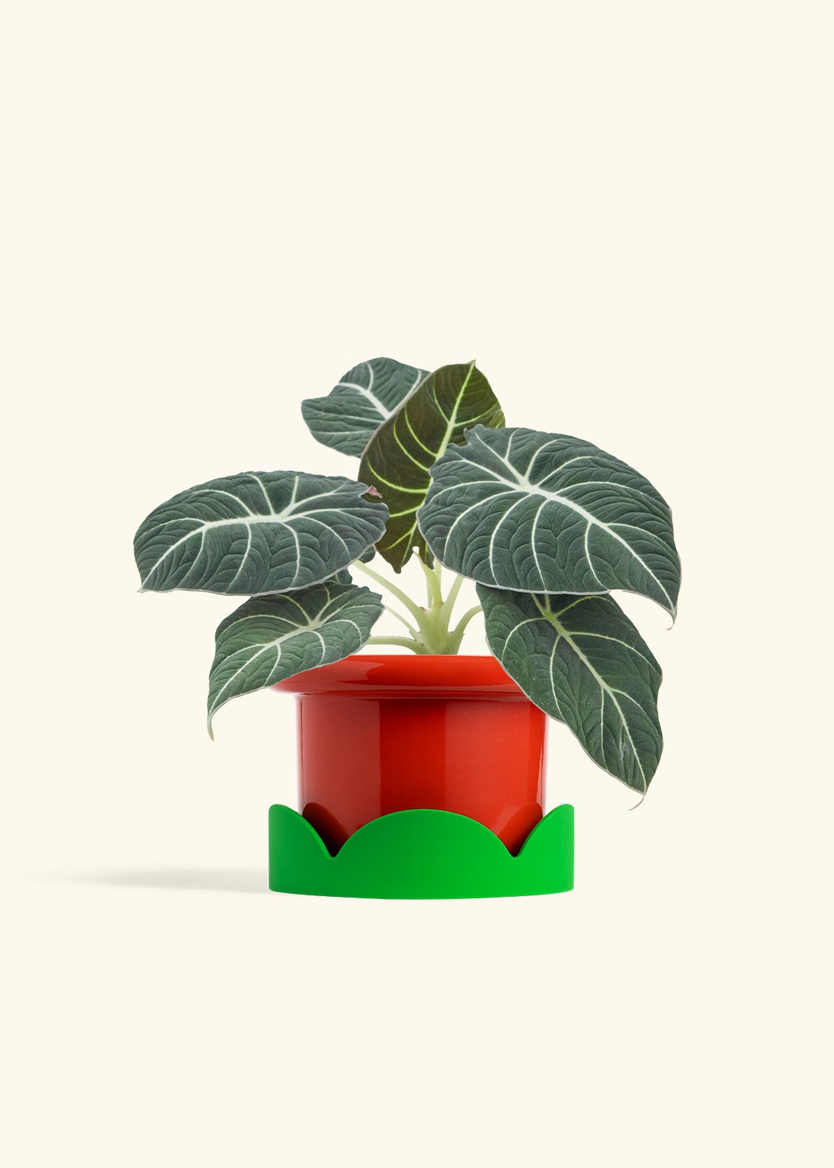 Alocasia Black Velvet in a 6  inches Fat Lip Red Planter in a Shamrock Petal Drip Tray
