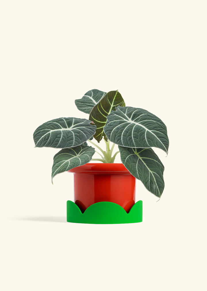 Alocasia Black Velvet in a 6  inches Fat Lip Red Planter in a Shamrock Petal Drip Tray