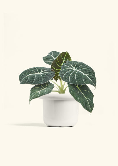 Alocasia Black Velvet in a 6  inches Fat Lip White Planter 
