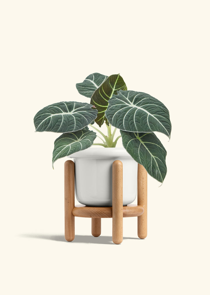 Alocasia Black Velvet in a 6  inches Fat Lip White Planter in a Beech Wood Stand