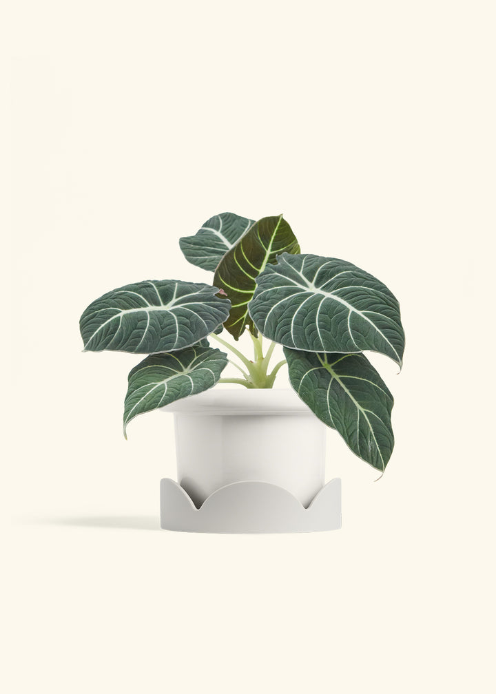 Alocasia Black Velvet in a 6  inches Fat Lip White Planter in a Oat Petal Drip Tray