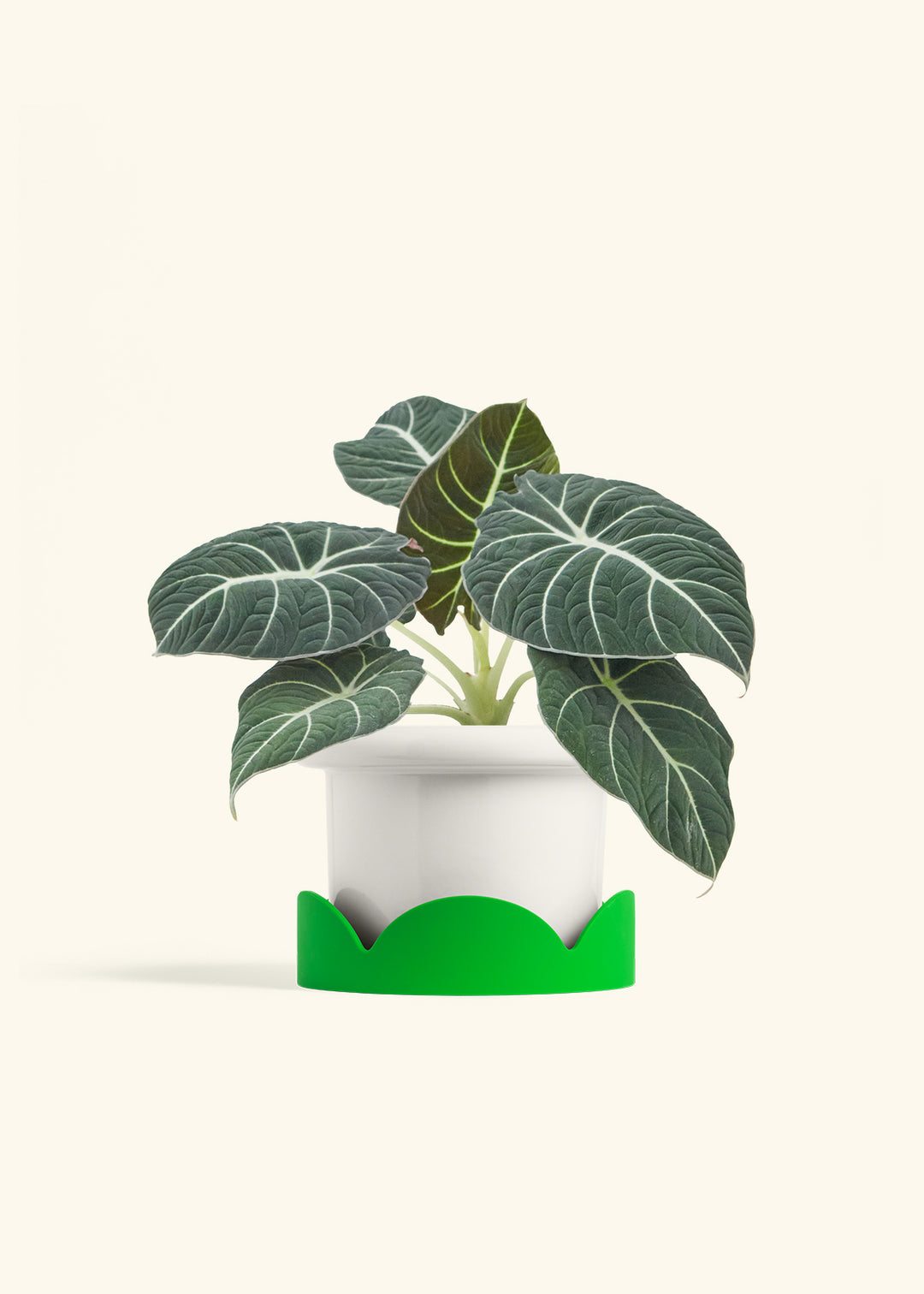 Alocasia Black Velvet in a 6  inches Fat Lip White Planter in a Shamrock Petal Drip Tray