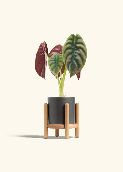 Alocasia Red Secret in a 4 inches Charcoal Classic Cylinder Planter in a Oat Petal Drip Tray