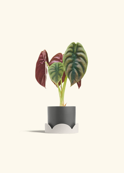 Alocasia Red Secret in a 4 inches Charcoal Classic Cylinder Planter in a Shamrock Petal Drip Tray