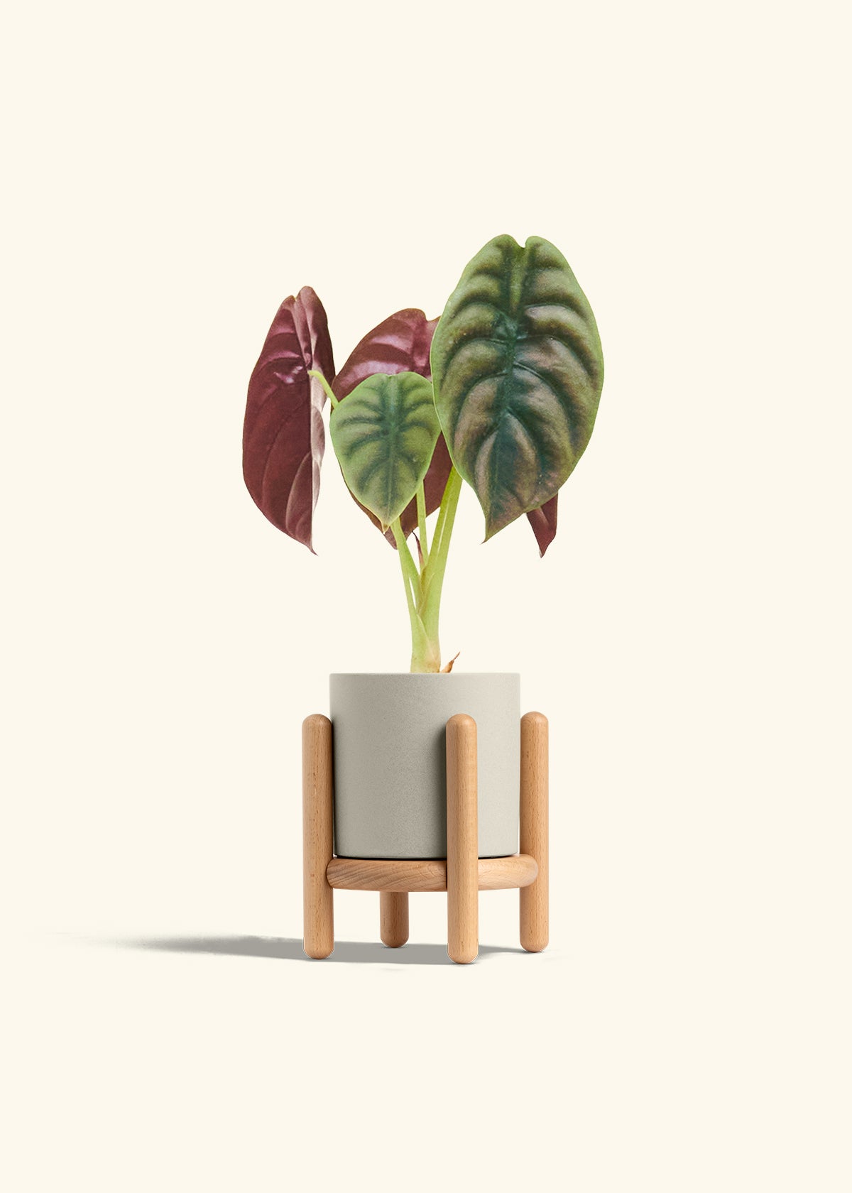 Alocasia Red Secret in a 4 inches Oat Classic Cylinder Planter in a Beech Wood Stand