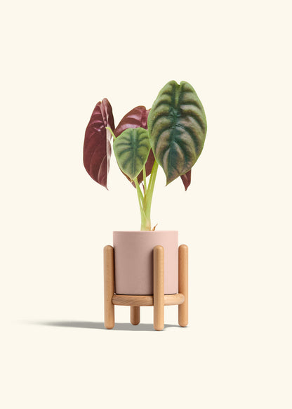 Alocasia Red Secret in a 4 inches Pink Classic Cylinder Planter in a Beech Wood Stand