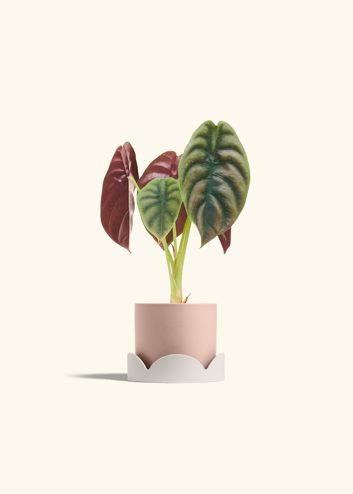 Alocasia Red Secret in a 4 inches Pink Classic Cylinder Planter in a Oat Petal Drip Tray