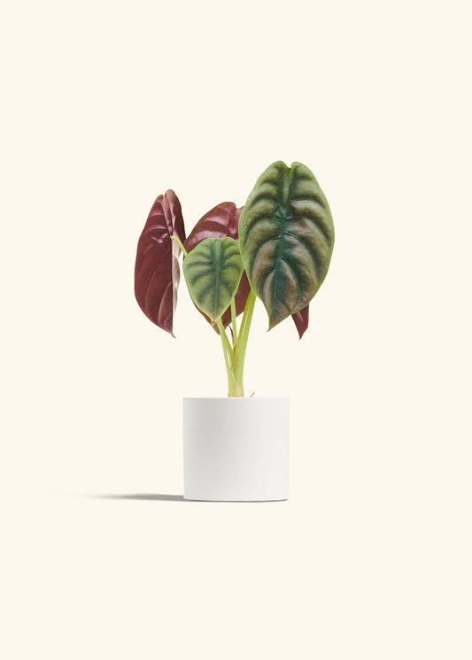 Alocasia Red Secret in a 4 inches White Classic Cylinder Planter 