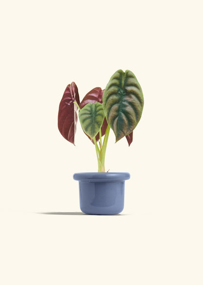 Alocasia Red Secret in a 4 inches Fat Lip Blue Planter 