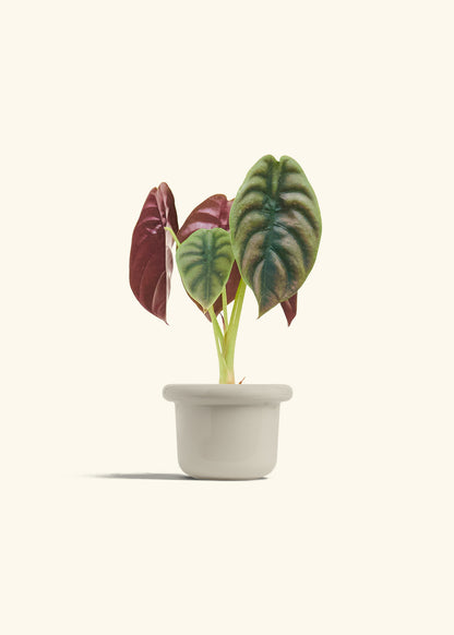 Alocasia Red Secret in a 4 inches Fat Lip Oat Planter 