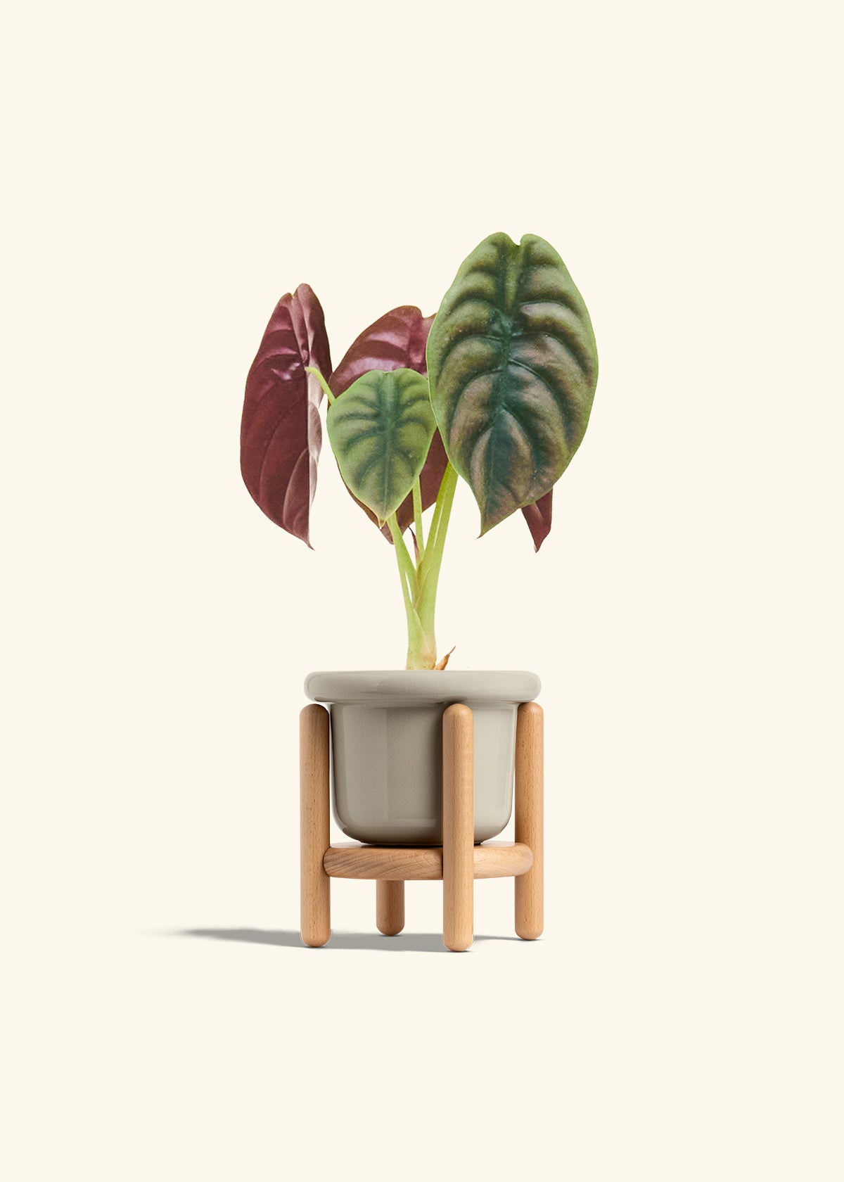 Alocasia Red Secret in a 4 inches Fat Lip Oat Planter in a Beech Wood Stand