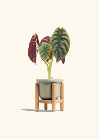 Alocasia Red Secret in a 4 inches Fat Lip Oat Planter in a Beech Wood Stand